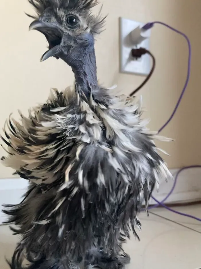 Tangent My Chicken