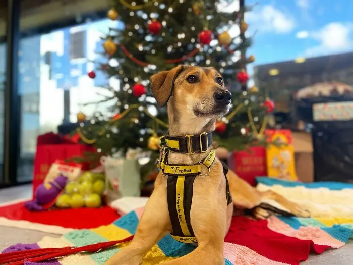 Mistletoe Was Taken In As A Stray On Christmas Eve