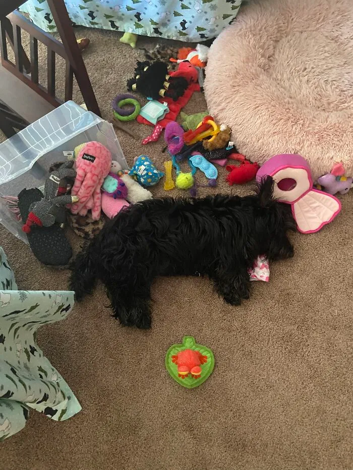 Agatha Grace, Scottie Puppy