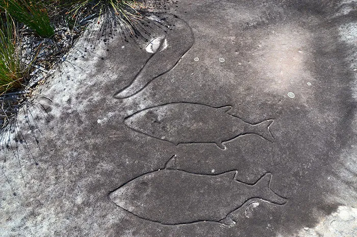 Rock carvings of fish, an artifact revealing important historical information, displayed on a weathered stone surface.