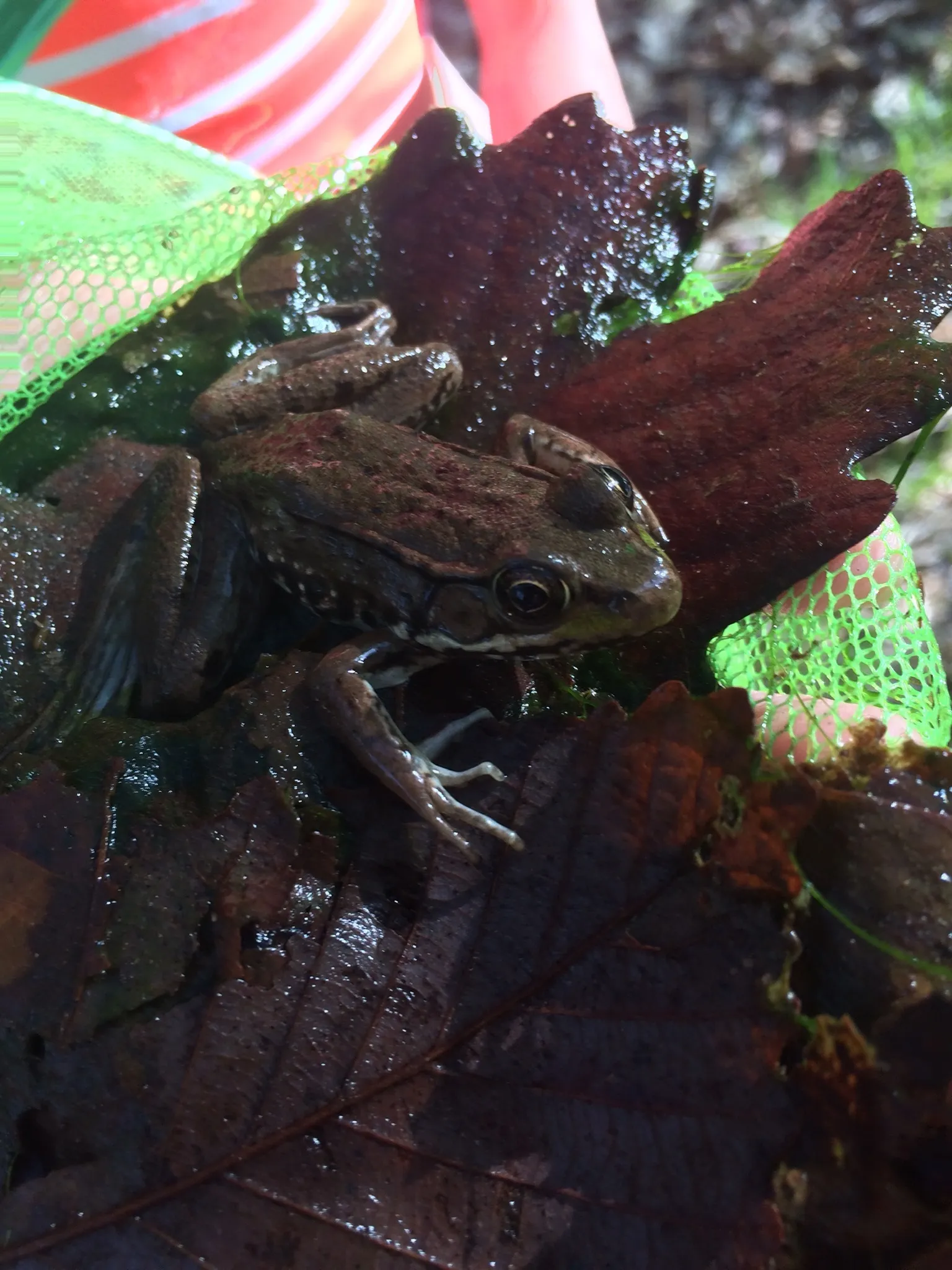 Find A Frog