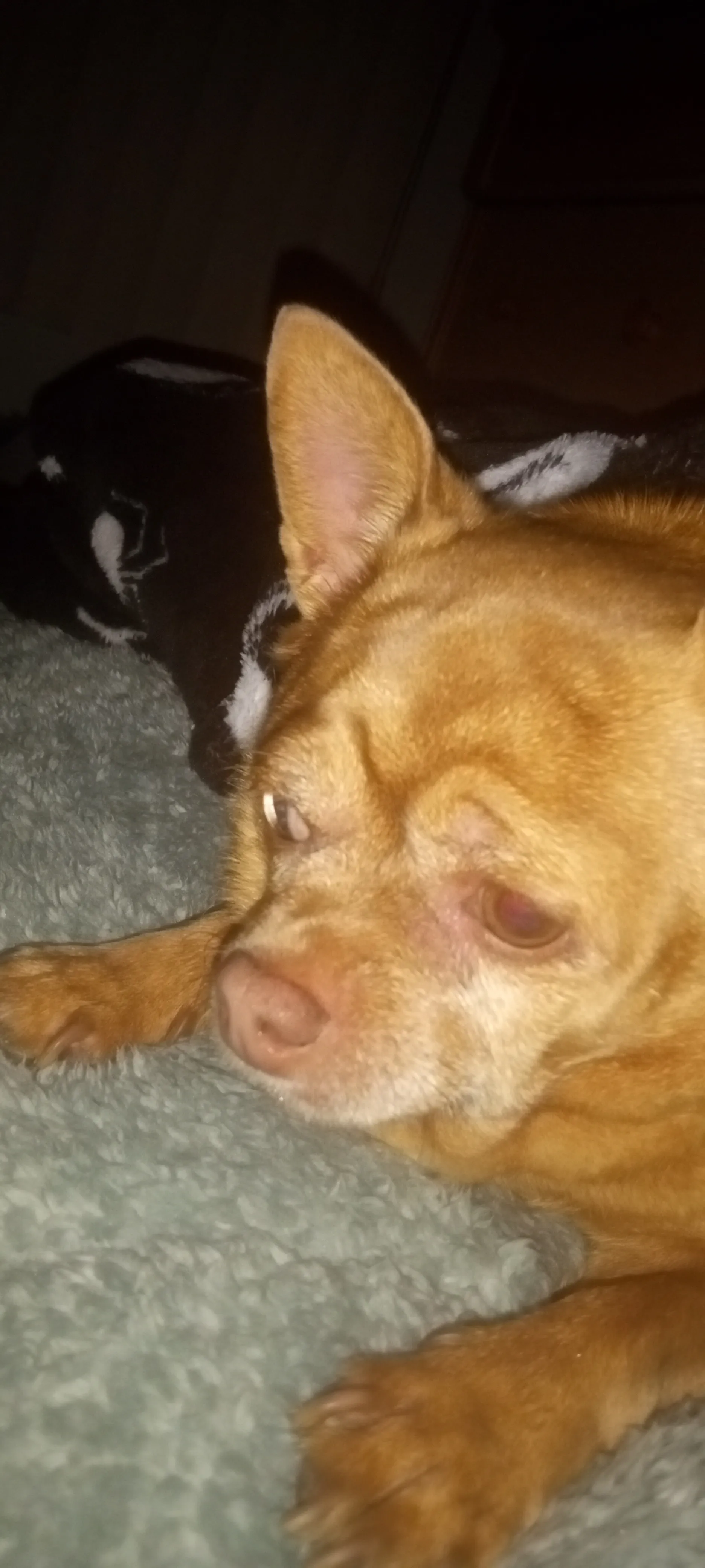 Hey Pandas, Post A Picture Of Your Pet