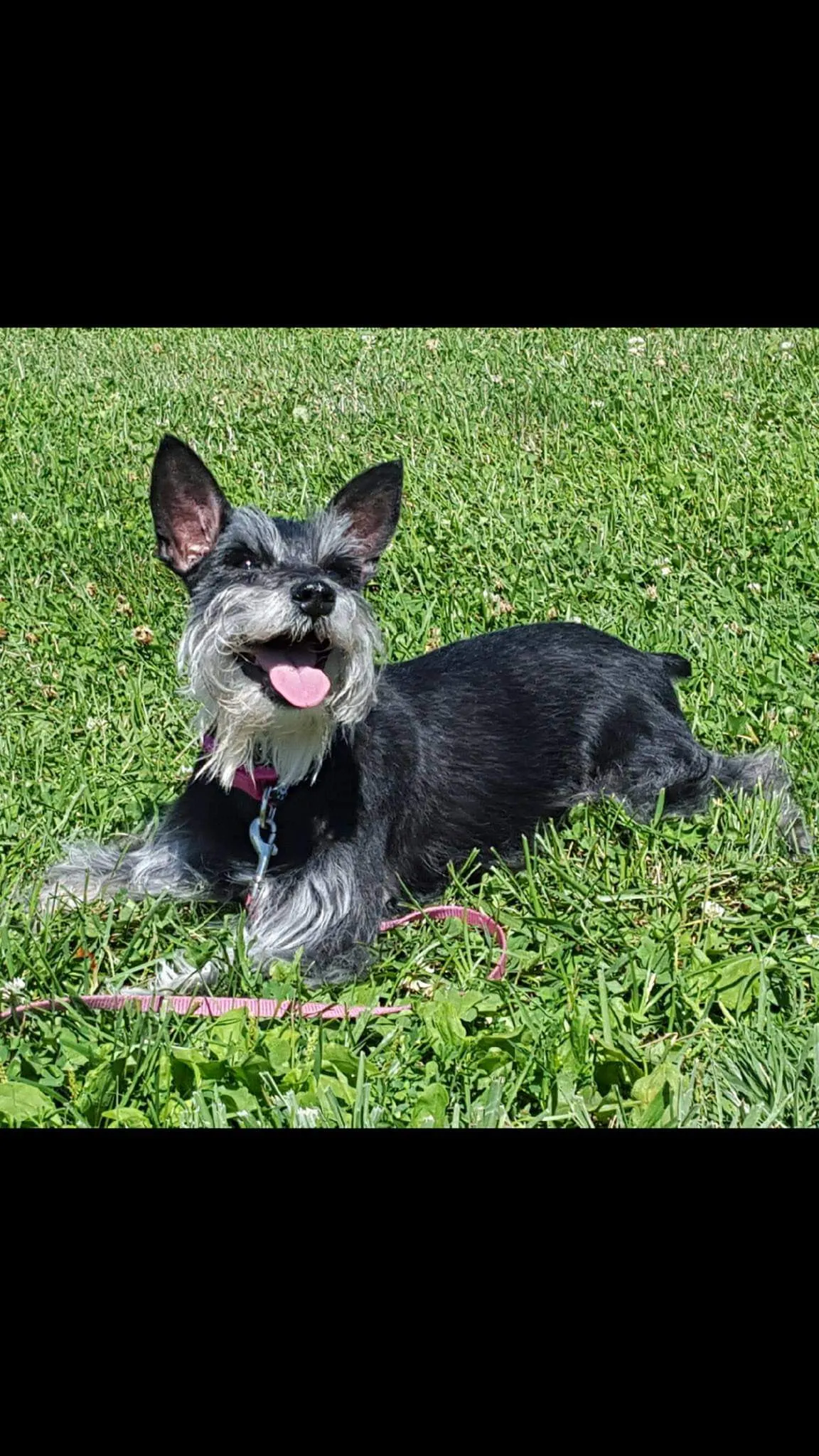 Hey Pandas, Post A Picture Of Your Pets!