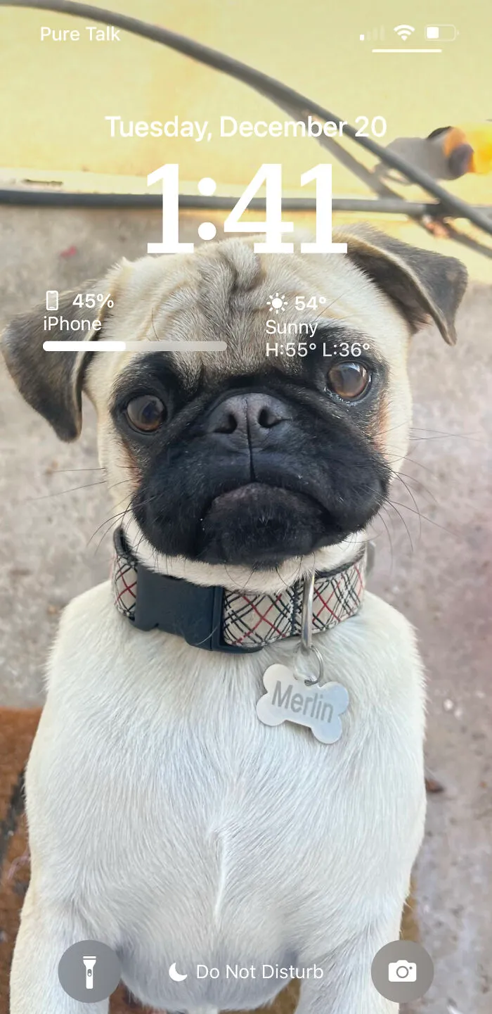 My Doggo 🥰🥰🥰