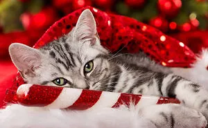 Hey Pandas, Share The Best Christmas Gift You've Ever Received (Closed)