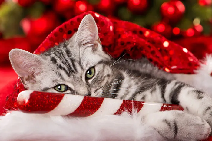 Happy Holidays