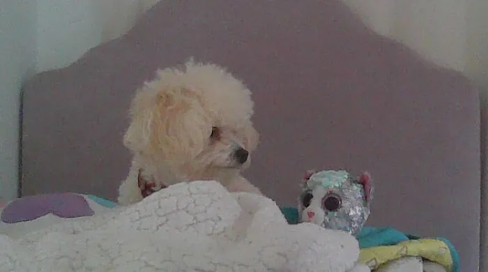 My Doggo On My 5yr Old Sisters Bed!