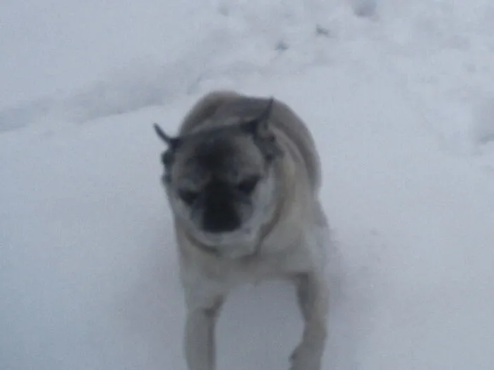My Pug Potato And His Flappy Flap Flap Ears