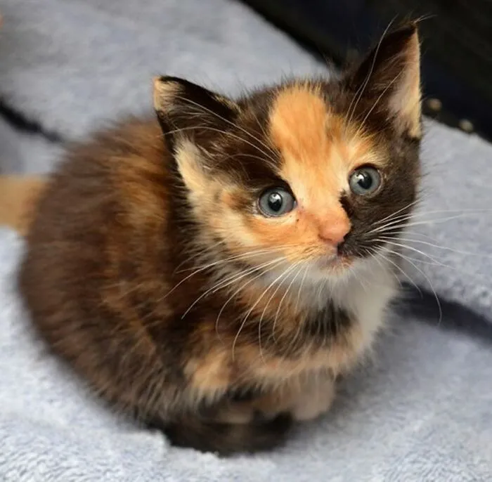 My Kitten That Did Not Ruin Anything