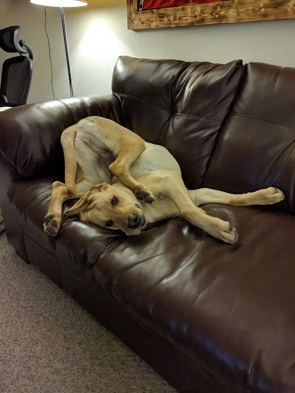 Hey Fellow Panda-Folk Post The Weirdest Picture Of Your Pets