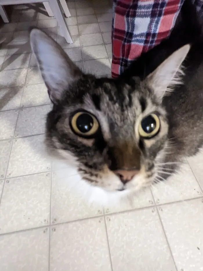 Tilley The Silly Kitty