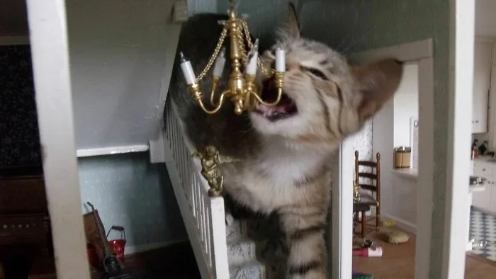 Not My Cat Or Dollhouse, But Still A Cat
