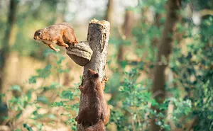 I've Spent Six Years Photographing Red Squirrels Interacting With Different Props To Get These Unique Shots (25 Pics)