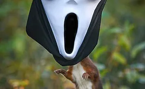 I've Spent Six Years Photographing Red Squirrels Interacting With Different Props To Get These Unique Shots (25 Pics)
