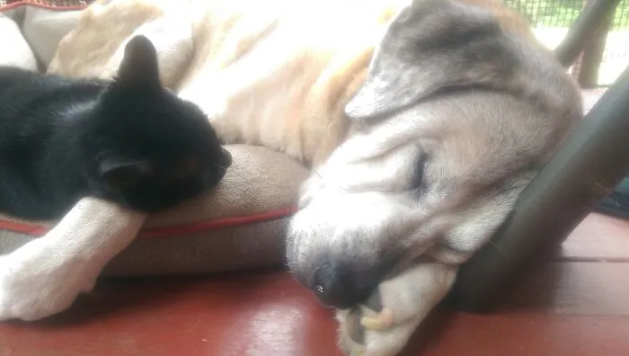 Simi The 18 Yr. Old Cat,  And 16 Yr. Old Rukus!