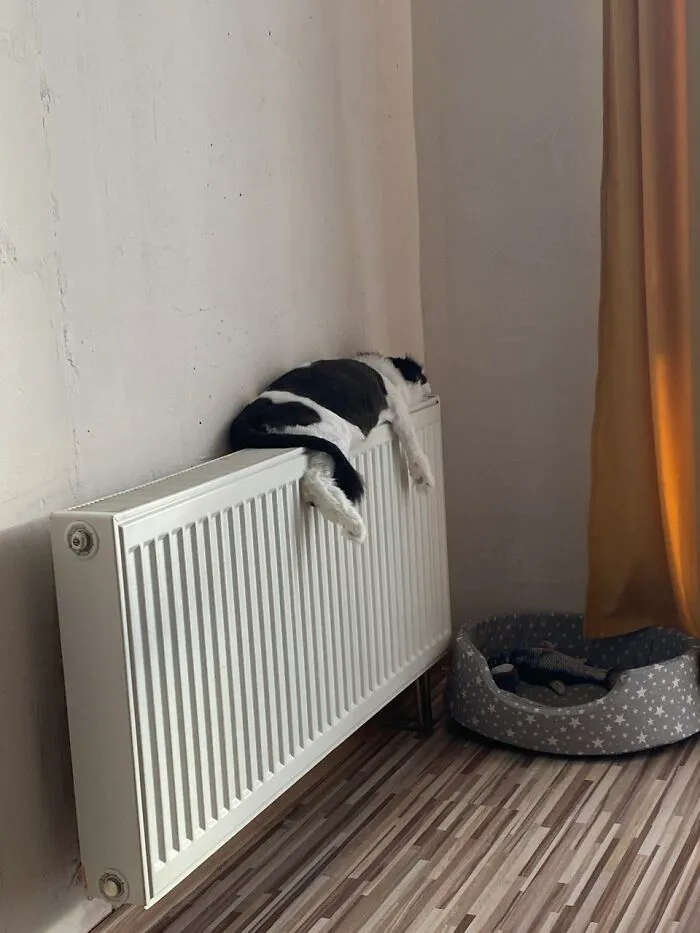 Warms The Abdomen