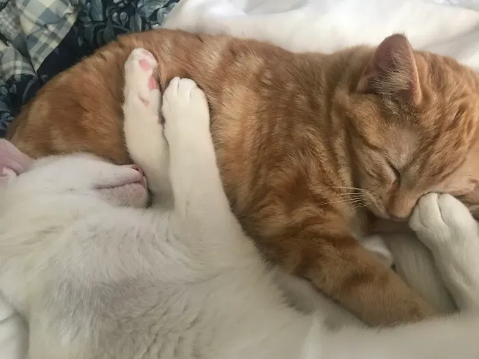 Sibling Love