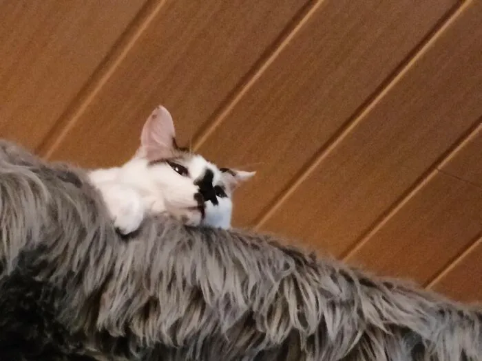Smug Little Devil Watching Me Wipe The Tea From The Floor After He Toppled The Whole Teapot. No Hot And Nice Tea For Me!