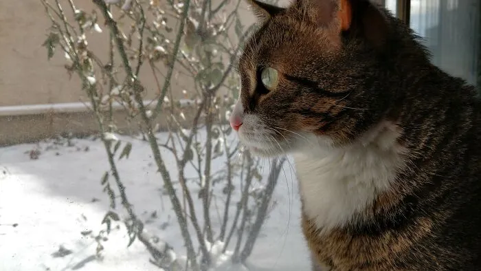My Grumpy Old Man Cat Transfixed