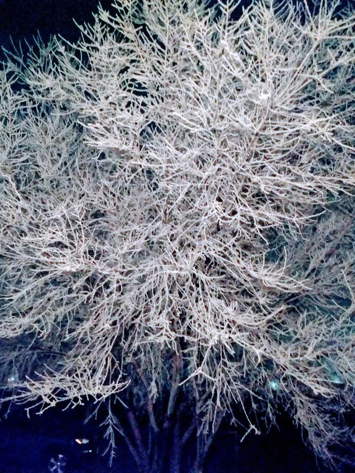Winter Wonderland In Amarillo, Tx