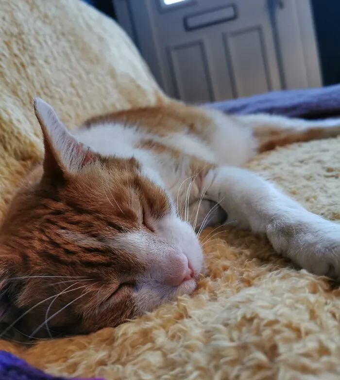 My Late, Lovely Boy, Wilfred.  He Was An Amazing Cat
