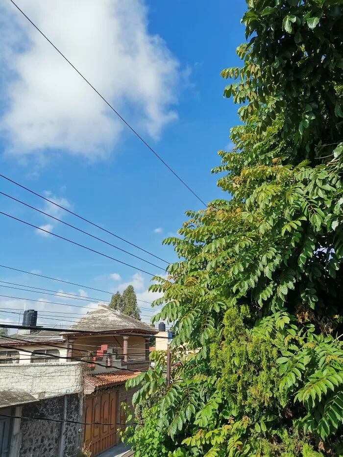 When You Live In The "City Of Eternal Spring" (Cuernavaca, México)