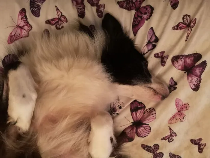 It's Tiring Work Being A Border Collie