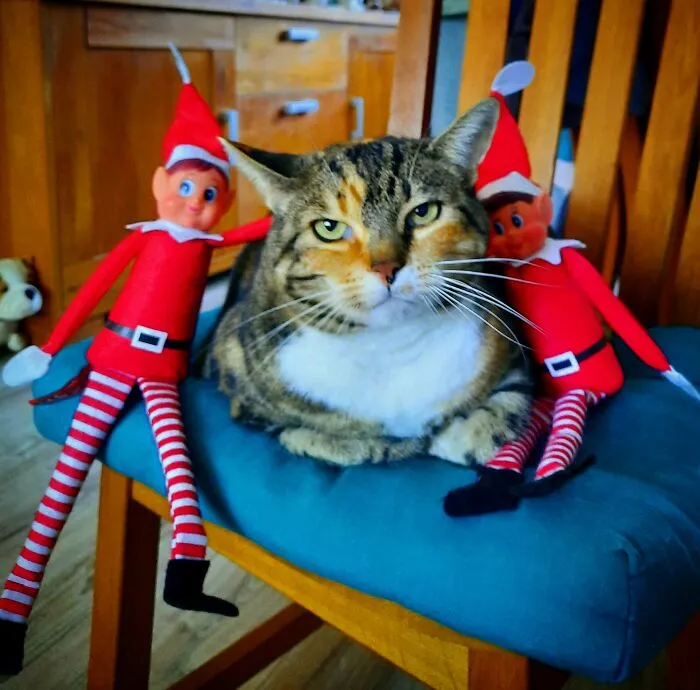 'it's The Season To Be A Mocked Cat..' #plushgonewild
