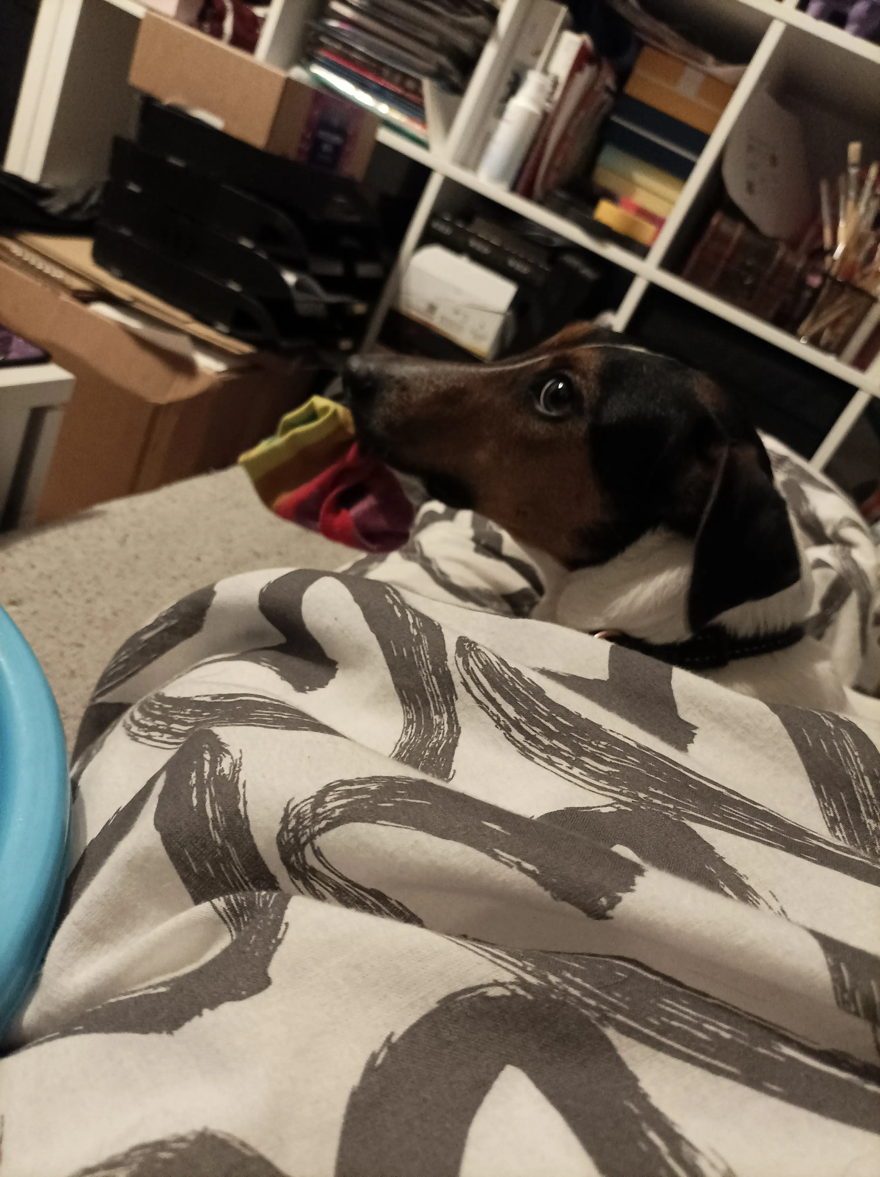 Dog Loves Stealing