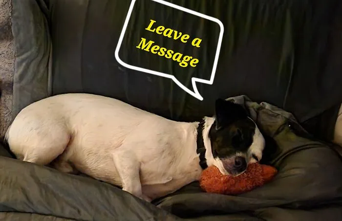 Stryder Using His Stuffed Hedgehog As A Pillow 😴
