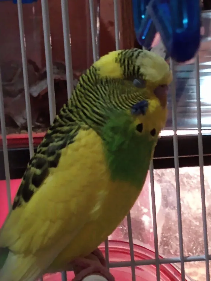 Atlas 💚 Dozing Off