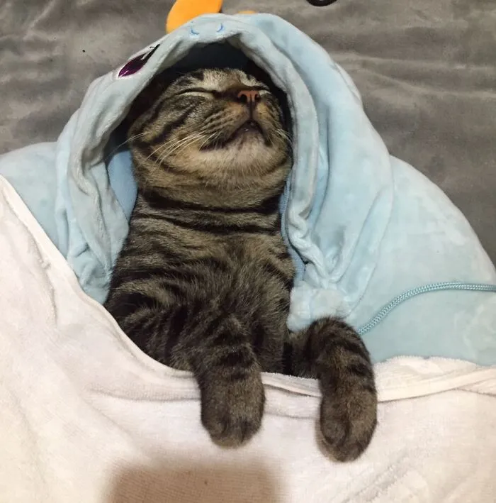 My Catboii Haruto, We Are Not Even Japanese