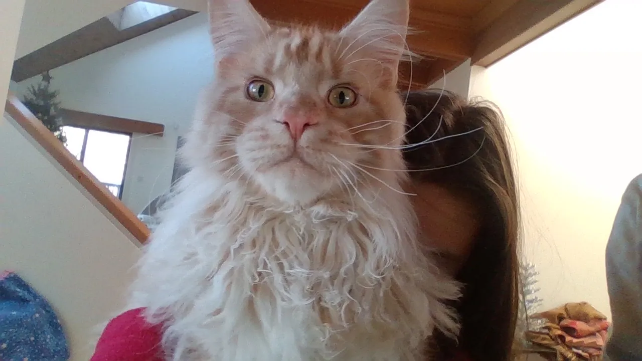I Have Two Maine-Coon Kittens, And Here Are Pictures!