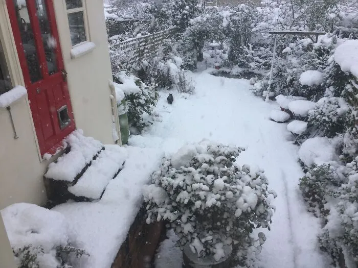 Missy (Norwegian Forest Cat) Is Not Deterred By A Bit Of Snow. Bristol, UK