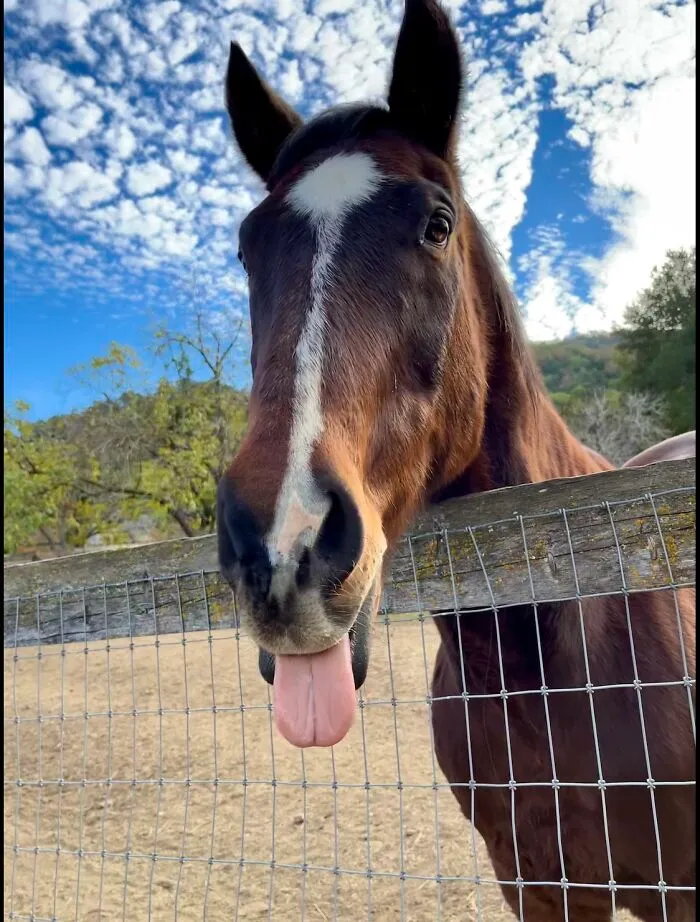 My Horse Cowboy