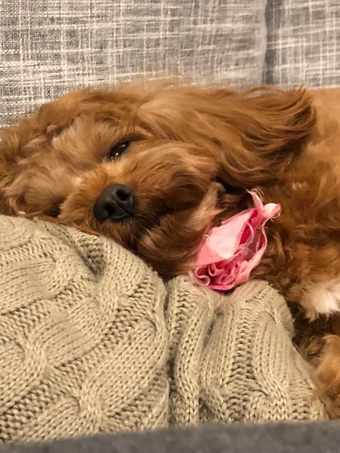 "I Went To The Groomers...exhausting Business That Is"