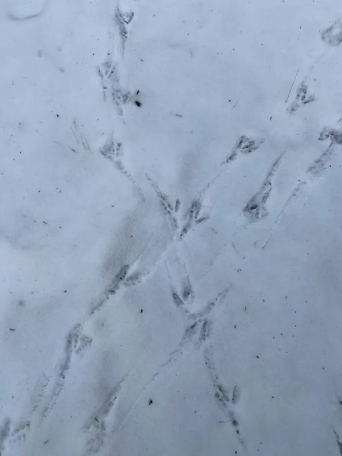 Turkey Tracks