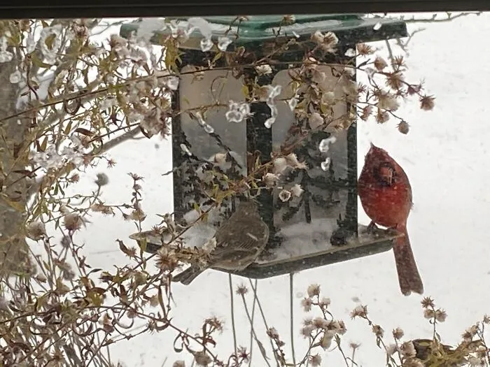 Cardinal And Friend