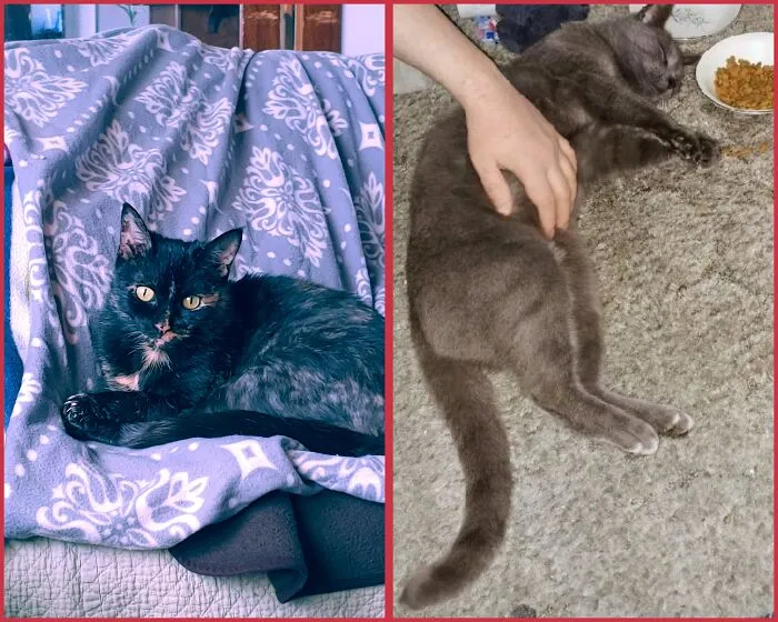 First Up Is Cinder, My Chatty Tortie And Queen Of The House. Next Up Is Our New Edition Named Baba Yaga. This Was His First Night At Home, Passed Out In His Food After Belly Rubs