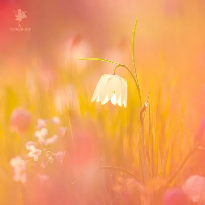Spring!