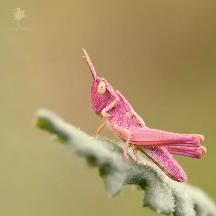 It’s Not Easy Being Pink