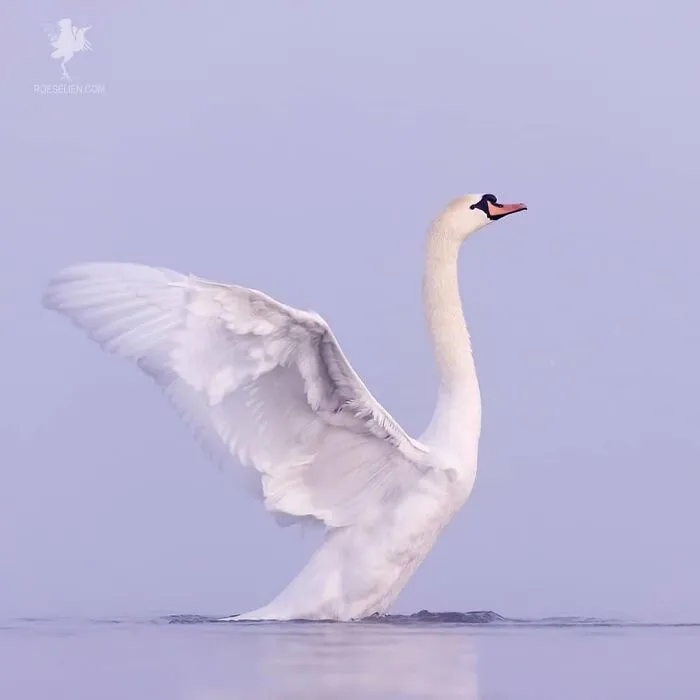 Rise