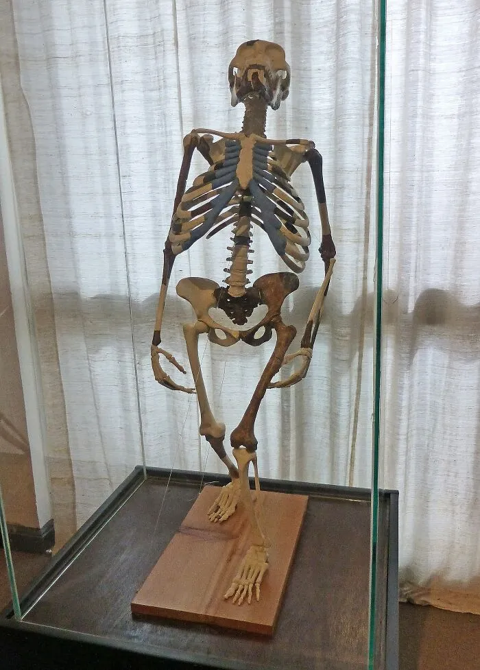 Lucy, Addis Ababa (Lived 3.2 Million Years Ago)