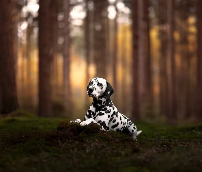 I Am A Photographer Who Is Passionate About Dogs And Their Adorable Expressions In Nature; Here Are The Recent Shots I Captured (30 New Pics)