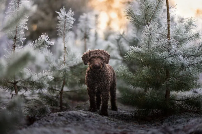 I Am A Photographer Who Is Passionate About Dogs And Their Adorable Expressions In Nature; Here Are The Recent Shots I Captured (30 New Pics)