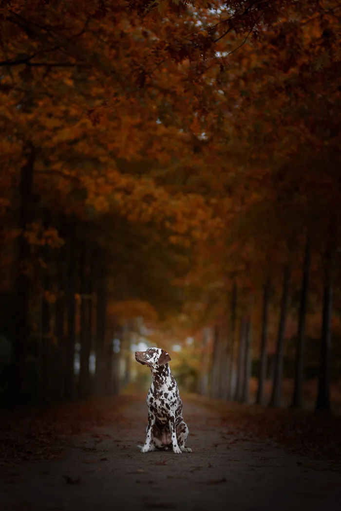 I Am A Photographer Who Is Passionate About Dogs And Their Adorable Expressions In Nature; Here Are The Recent Shots I Captured (30 New Pics)
