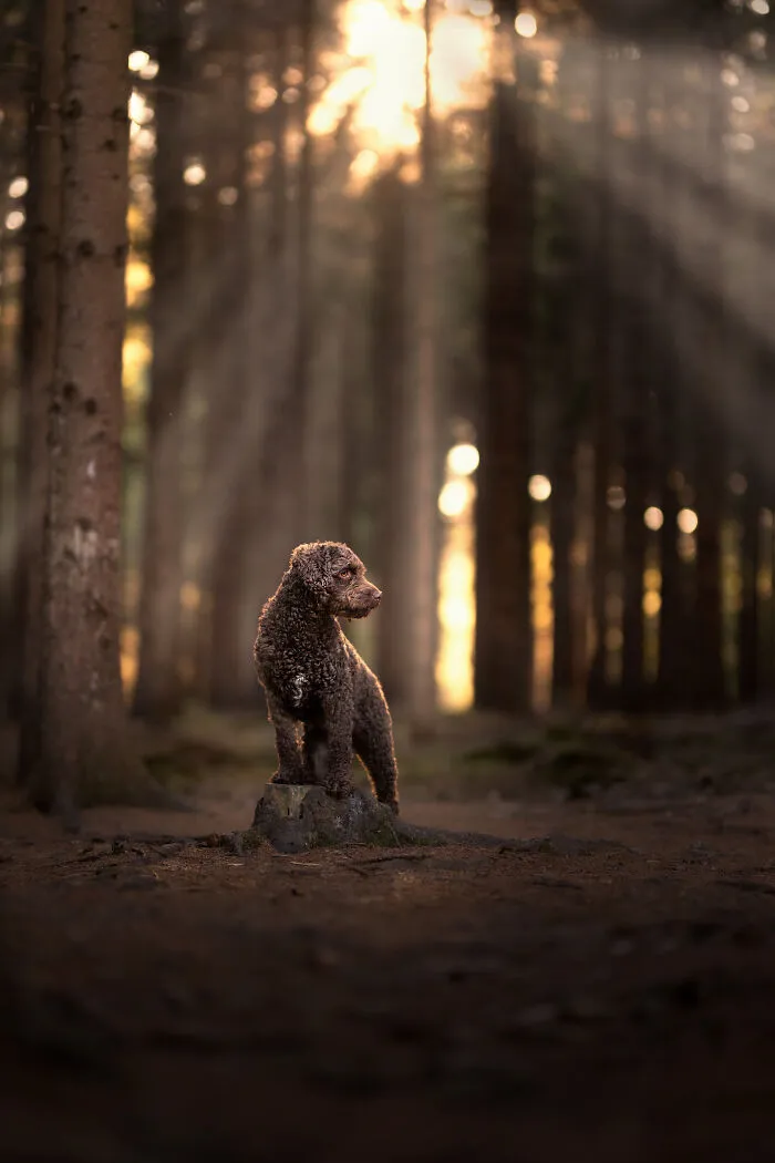 I Am A Photographer Who Is Passionate About Dogs And Their Adorable Expressions In Nature; Here Are The Recent Shots I Captured (30 New Pics)