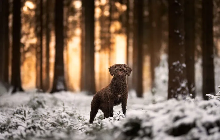 I Am A Photographer Who Is Passionate About Dogs And Their Adorable Expressions In Nature; Here Are The Recent Shots I Captured (30 New Pics)