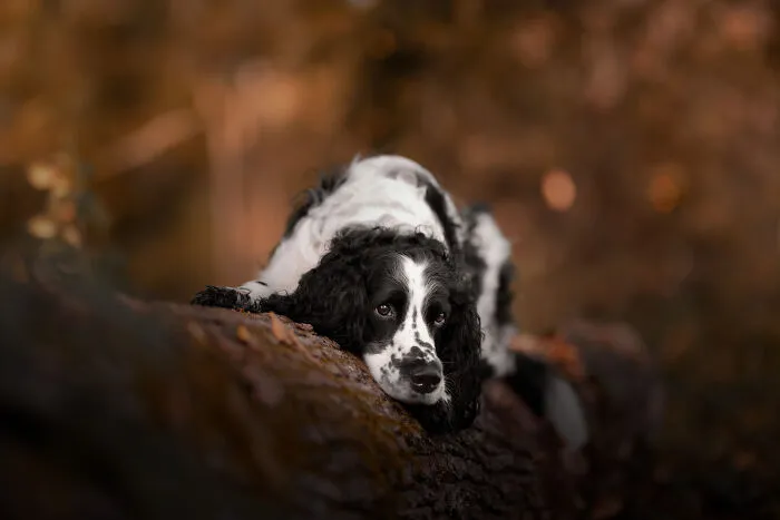 I Am A Photographer Who Is Passionate About Dogs And Their Adorable Expressions In Nature; Here Are The Recent Shots I Captured (30 New Pics)
