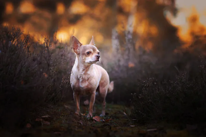 I Am A Photographer Who Is Passionate About Dogs And Their Adorable Expressions In Nature; Here Are The Recent Shots I Captured (30 New Pics)